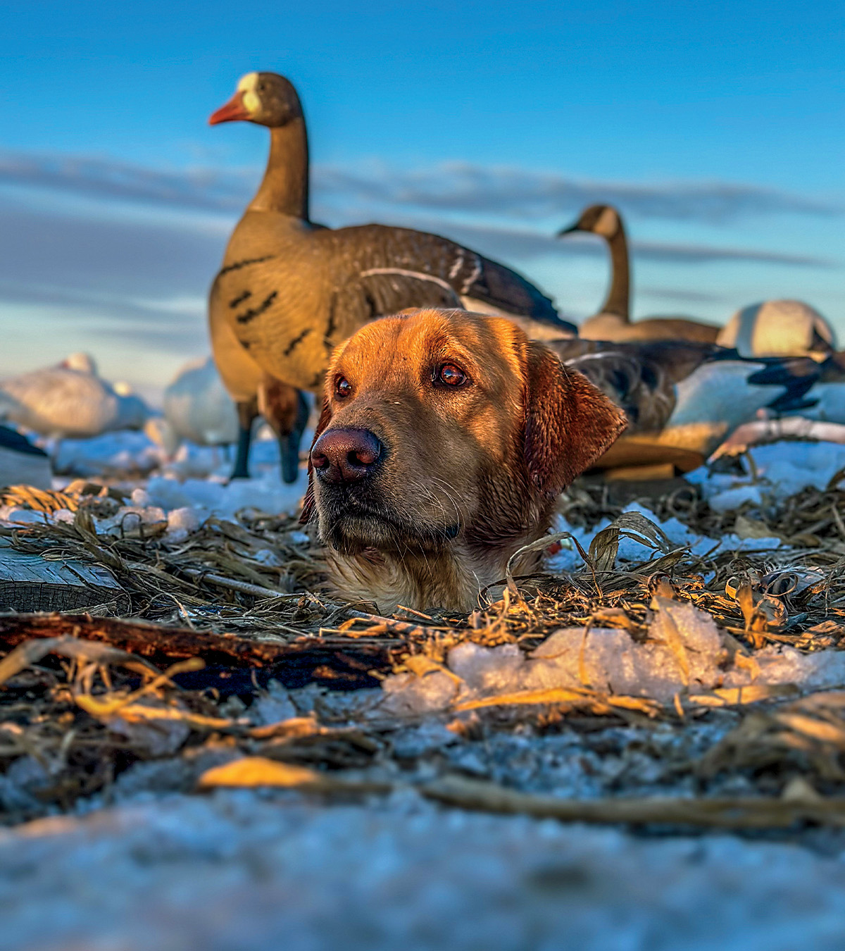 Labrador retriever in pit blind during a hunt. Photo by Clayton Walker